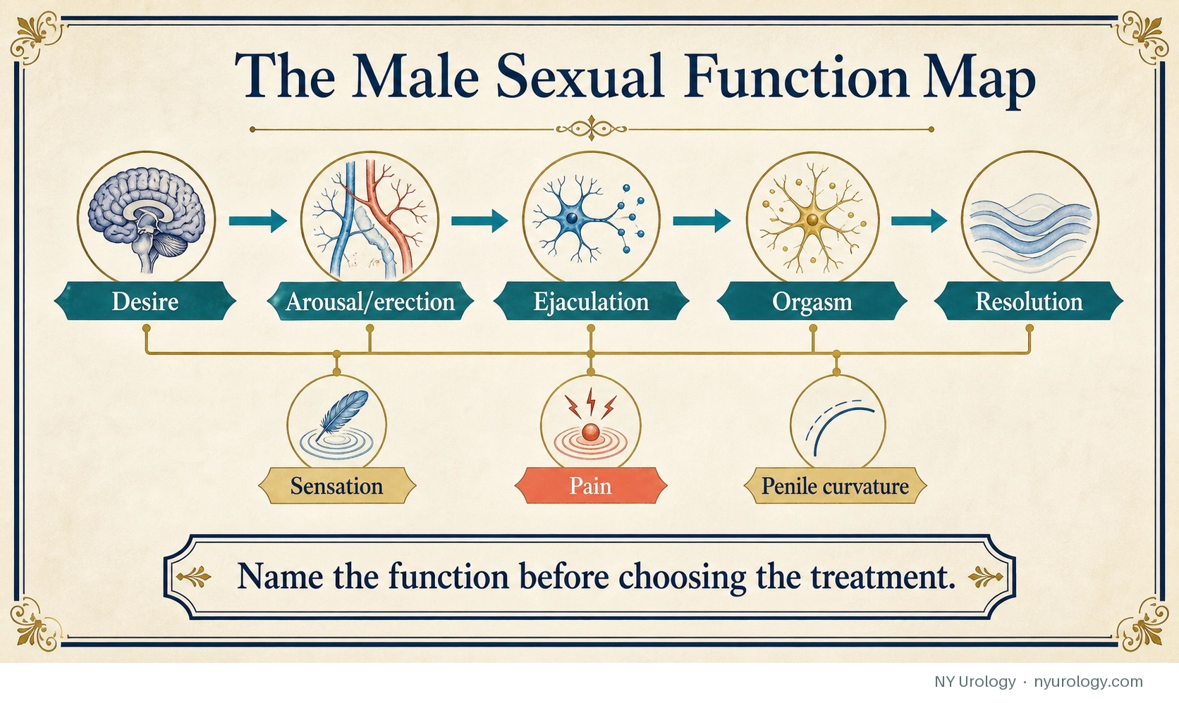 The Male Sexual Function Map