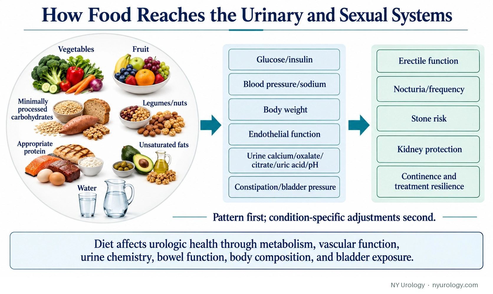How Food Reaches the Urinary and Sexual Systems