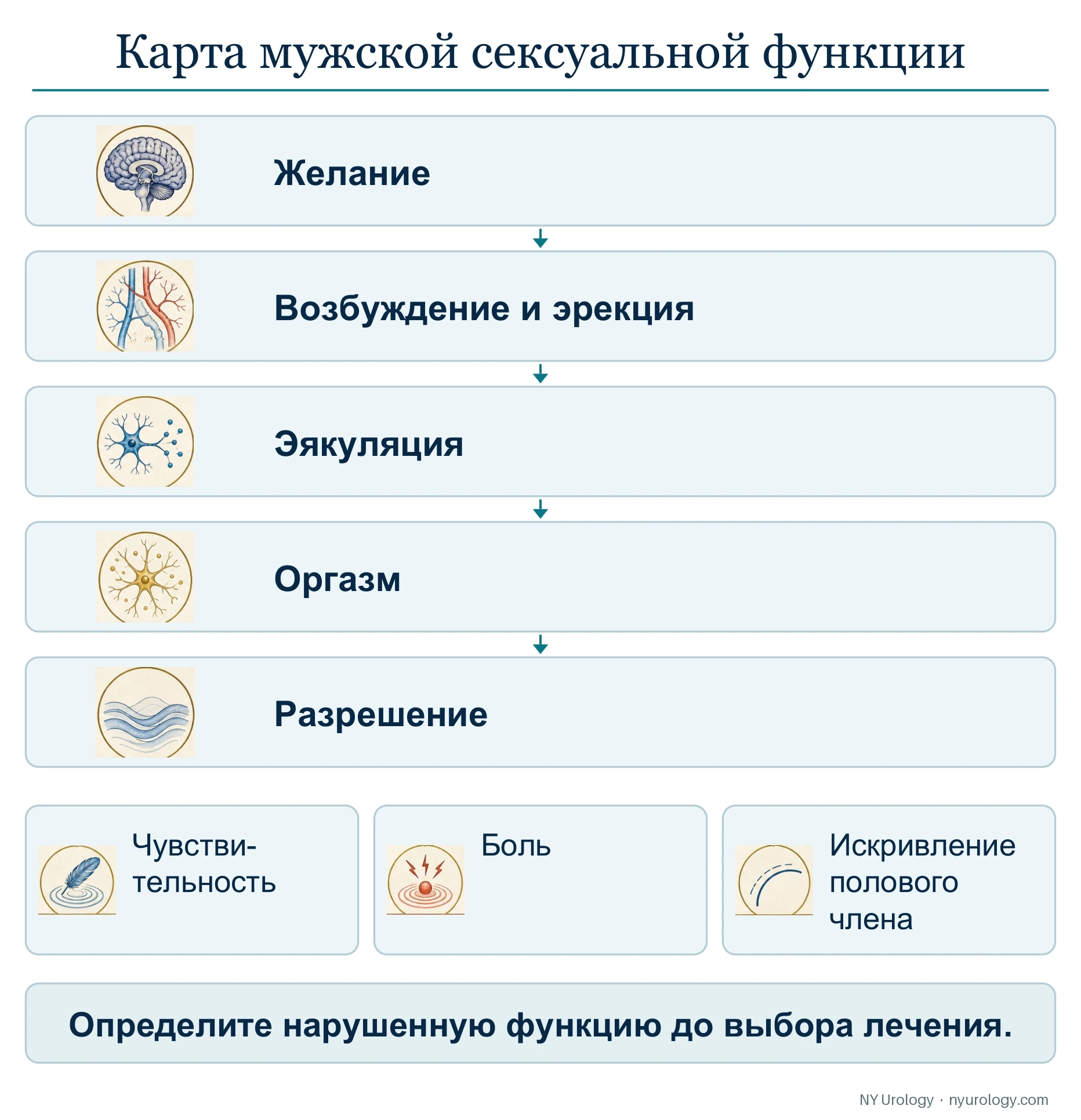 Карта мужской сексуальной функции